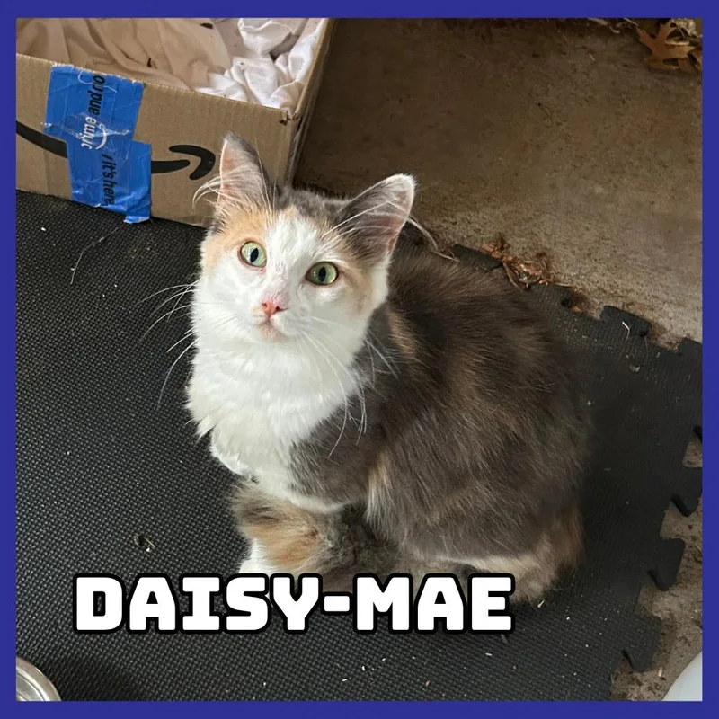 A young small-sized female Calico Domestic Long Hair cat named DaisyMae for adoption in Glenwood, MN