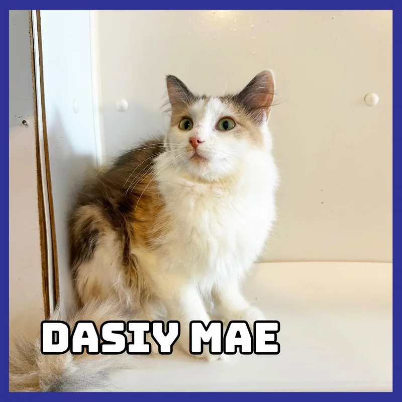 DaisyMae thumbnail 2