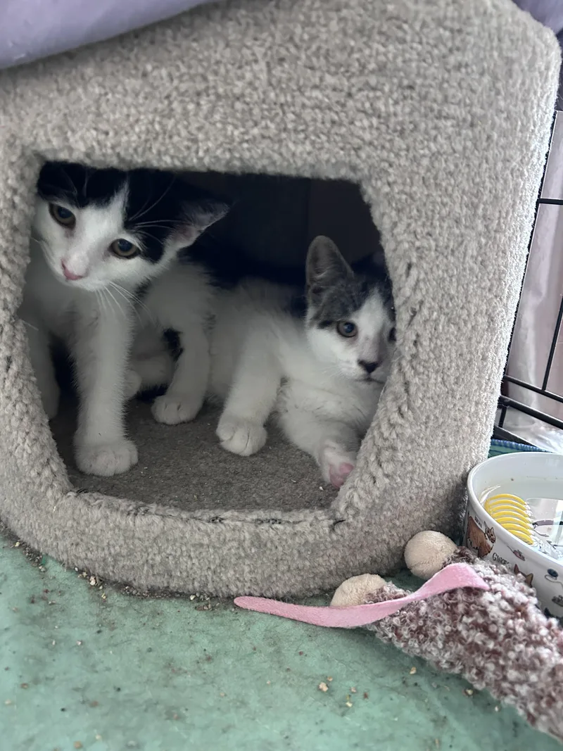 A baby small-sized male Domestic Short Hair cat named Luke + Leia for adoption in BREINIGSVILLE, PA