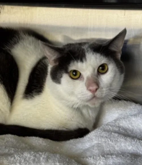 A young medium-sized male Domestic Short Hair cat named Simon for adoption in Los Angeles, CA
