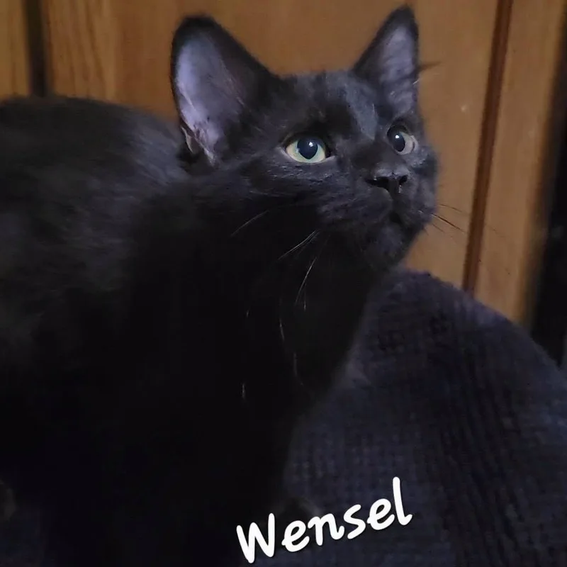 A baby medium-sized male Black Domestic Short Hair cat named Wensel for adoption in Queen Creek, AZ