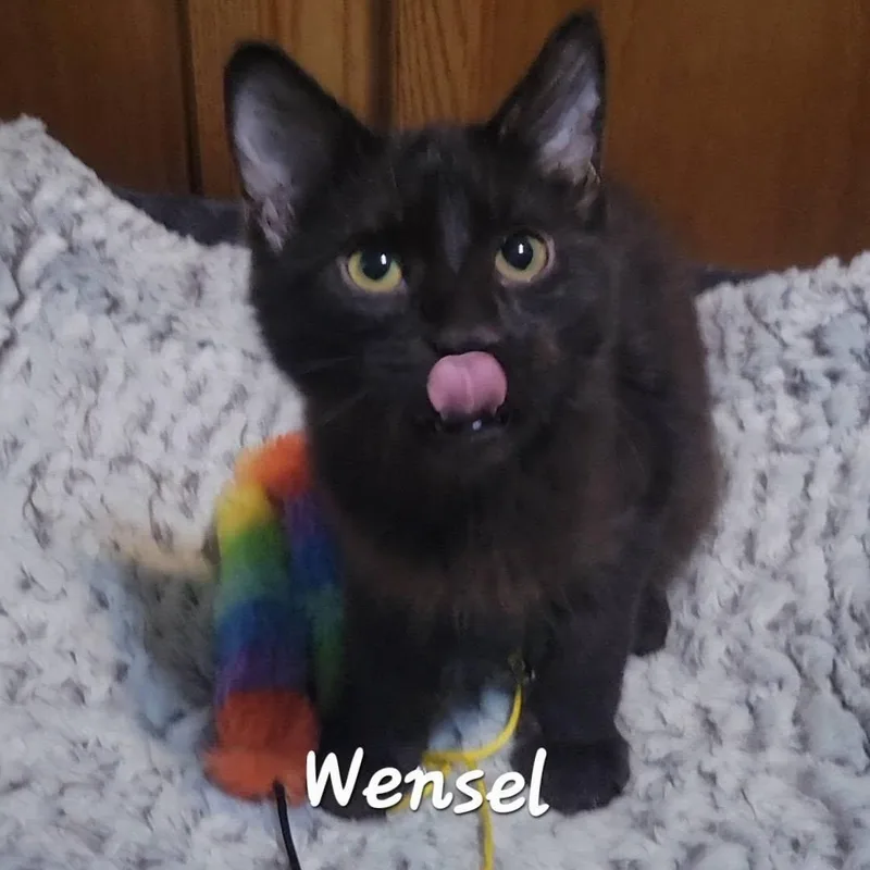 Wensel thumbnail 2