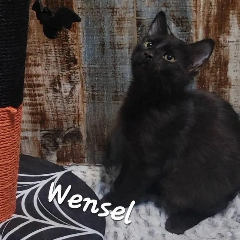 Wensel thumbnail 3