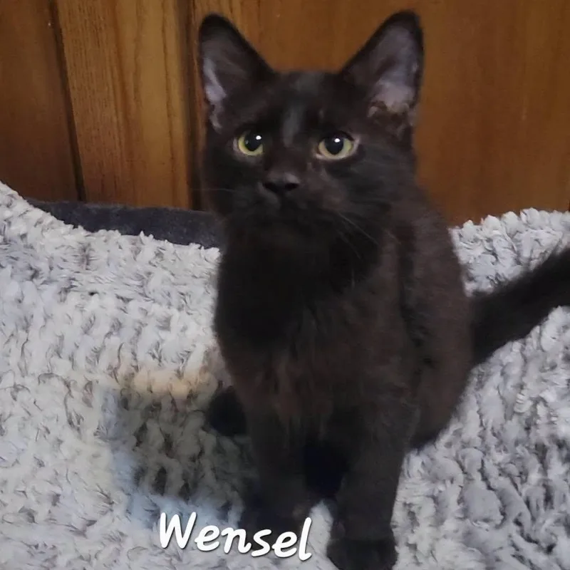 Wensel thumbnail 4