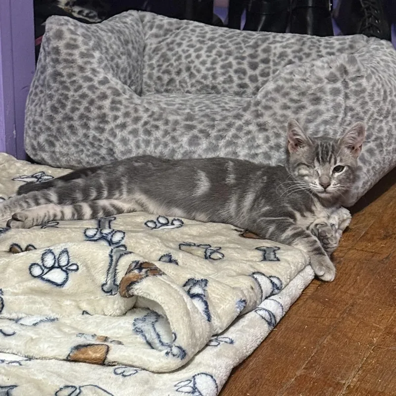 A young small-sized female Gray / Blue / Silver Domestic Short Hair cat named Juno for adoption in Long Beach, CA