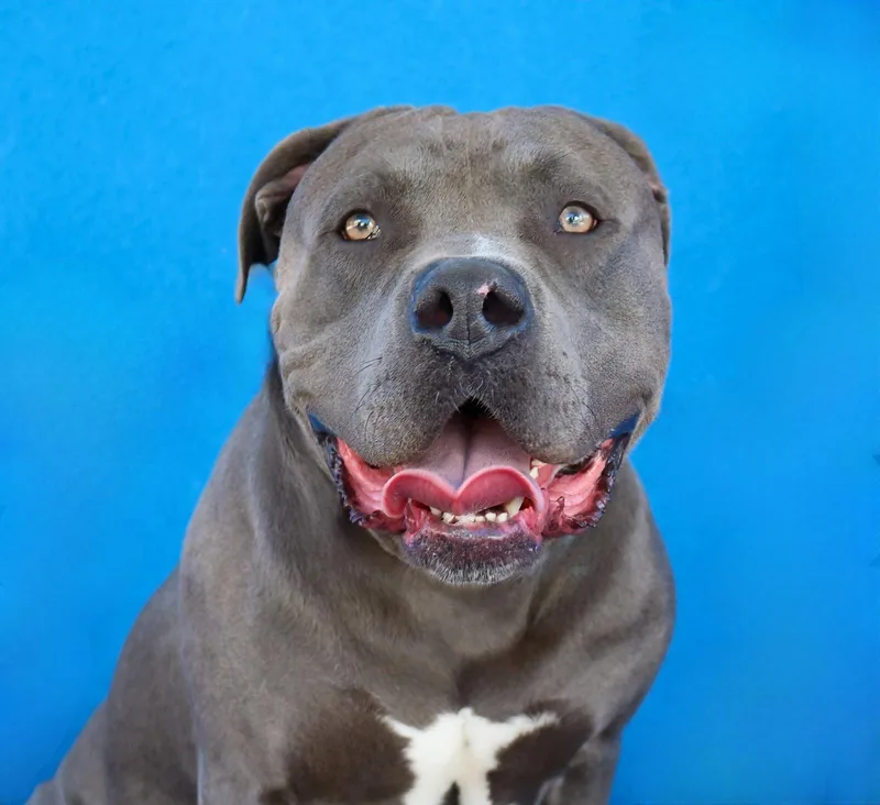 A young medium-sized male Pit Bull Terrier dog named Pressure for adoption in Pasadena, CA