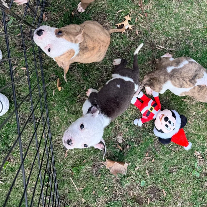 A baby small-sized female Brown / Chocolate Pit Bull Terrier dog named Serval for adoption in Buffalo, MN
