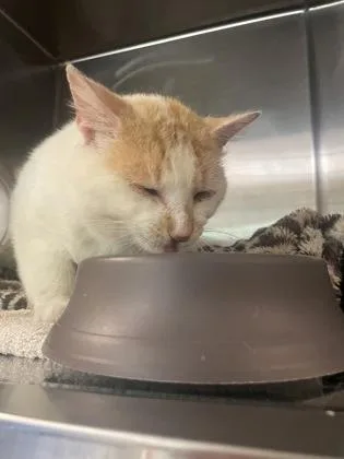 An adult medium-sized male Domestic Short Hair cat named Tanner for adoption in Independence, MO