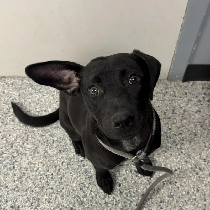 Otis