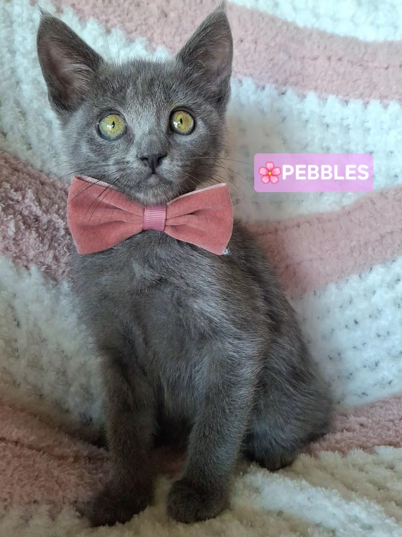 A baby small-sized female Russian Blue cat named Pebbles & Poppy for adoption in Yorba Linda, CA