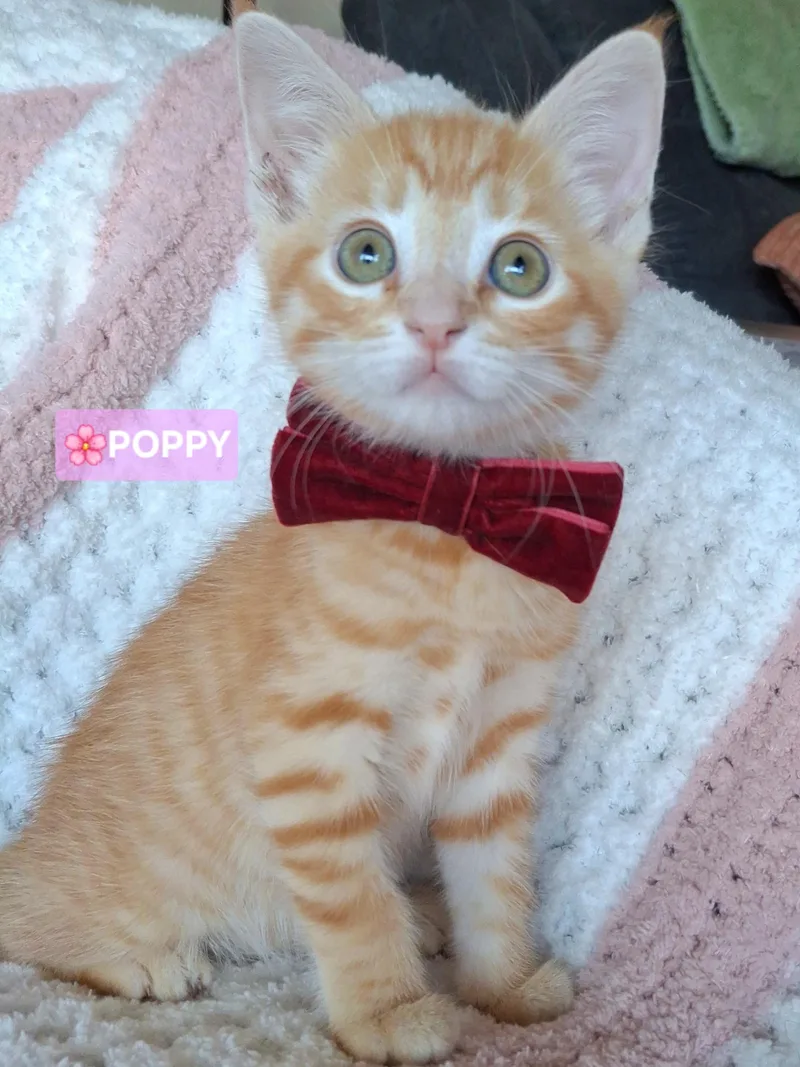 Pebbles & Poppy thumbnail 4