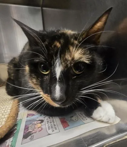 An adult medium-sized female Calico cat named Tig for adoption in Philadelphia, PA