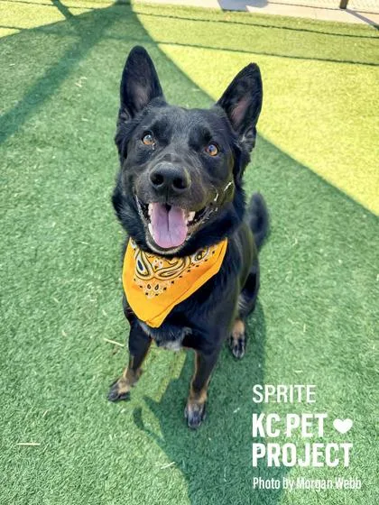 An adult large-sized male Black Mixed Breed dog named Sprite for adoption in Kansas City, MO