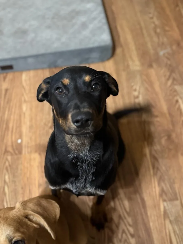 Janie