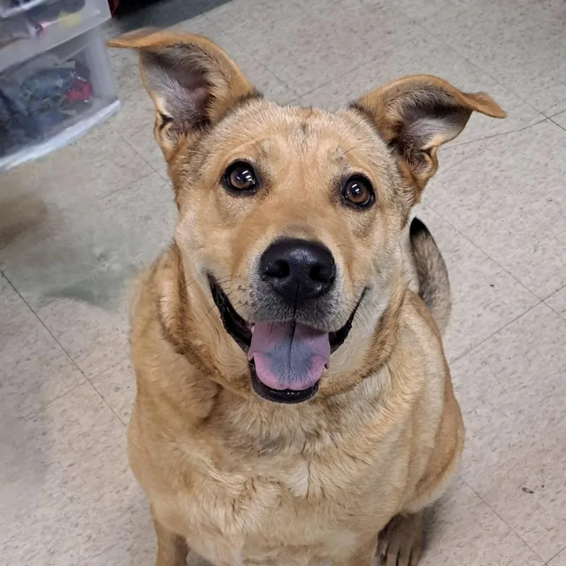 A young large-sized female Golden German Shepherd Dog dog named Nova for adoption in Cedarburg, WI