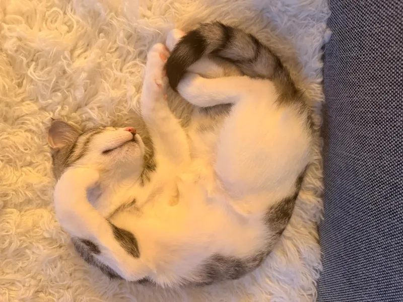 A baby small-sized female Tabby (Brown / Chocolate) American Shorthair cat named Snowflake for adoption in Brooklyn, NY