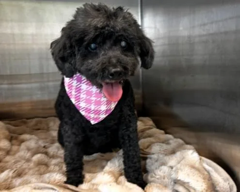 An adult medium-sized female Poodle dog named Natasha for adoption in Tustin, CA