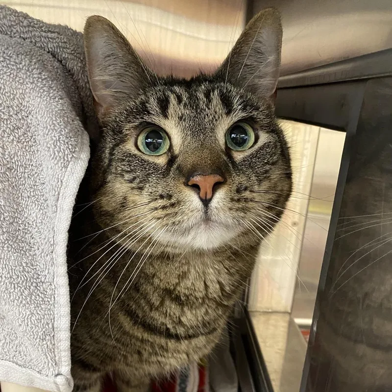 A senior large-sized male Brown / Chocolate Domestic Short Hair cat named Wayne for adoption in Springfield, MA