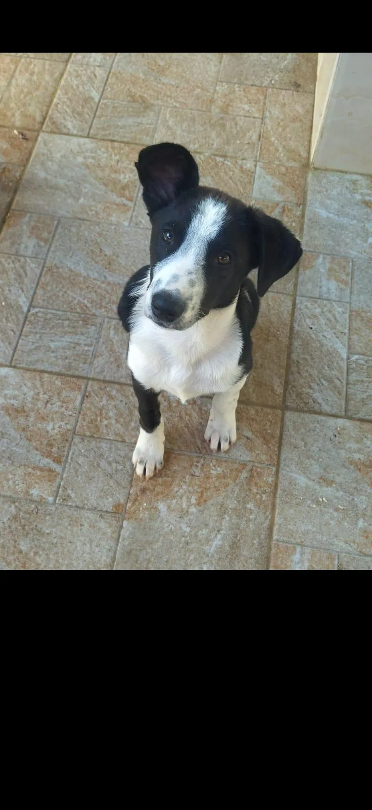 A young medium-sized male Canaan Dog dog named Charlie for adoption in New York, NY