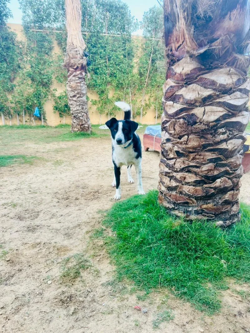 Charlie thumbnail 3
