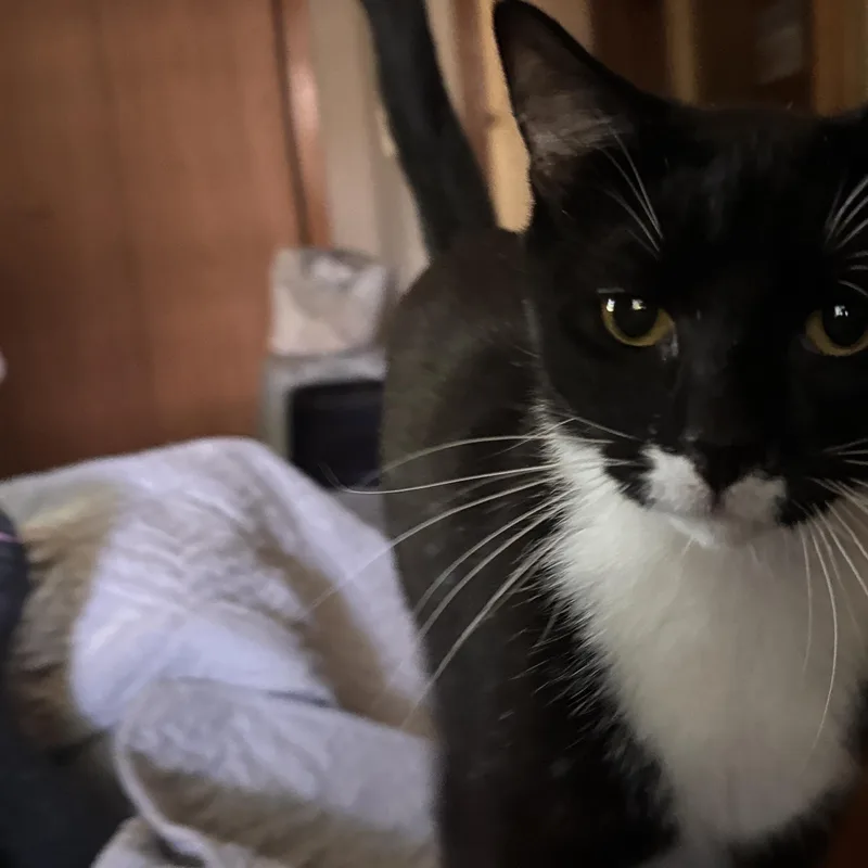 A young small-sized male Black & White / Tuxedo Domestic Short Hair cat named JoJo for adoption in Melrose, MA
