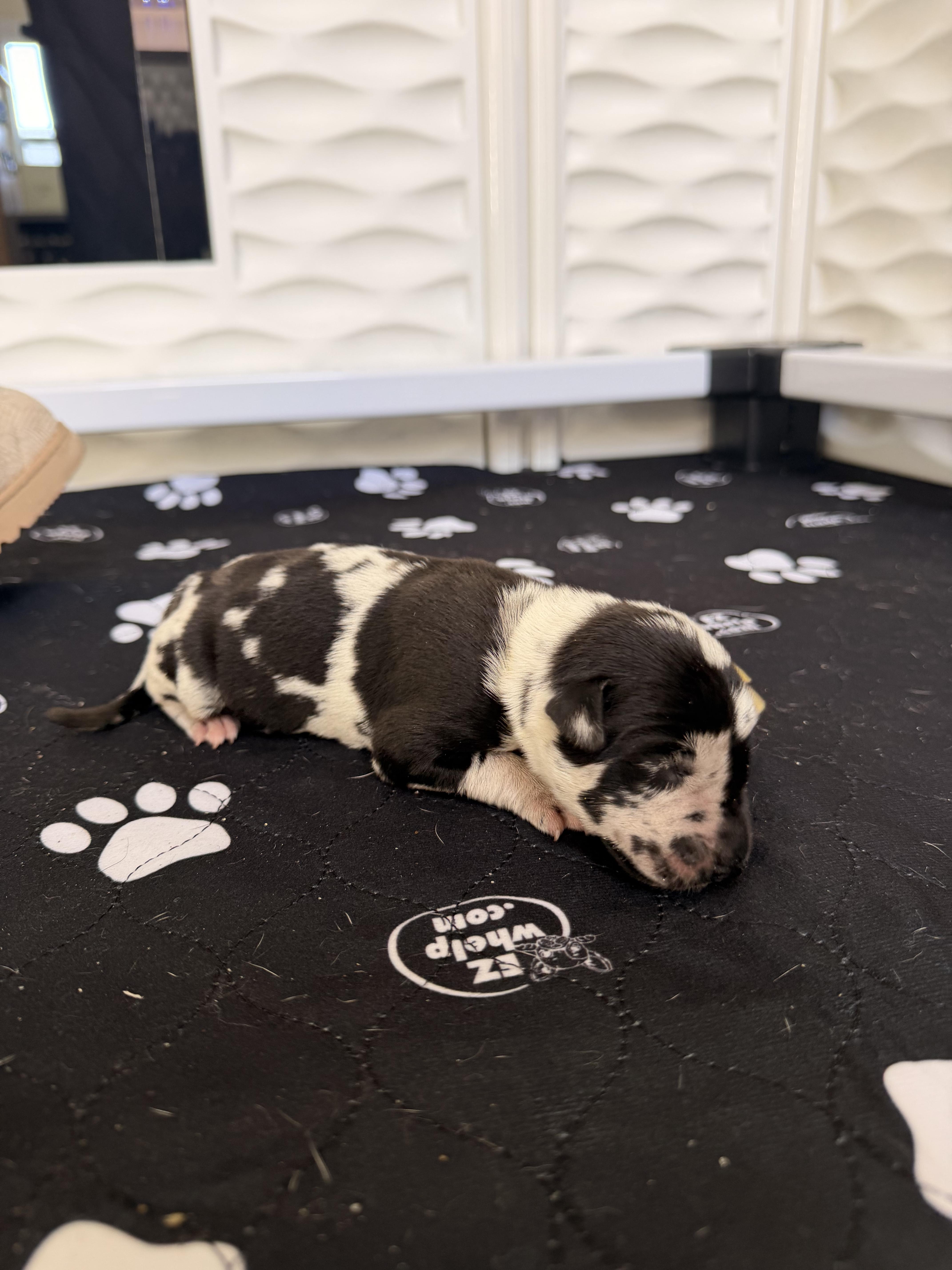 A baby small-sized male White / Cream Great Dane dog named Oscar Yellow for adoption in Long Beach, CA