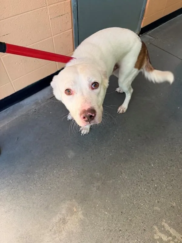 An adult large-sized male Labrador Retriever dog named Vcc Pedro for adoption in Lawrenceville, GA