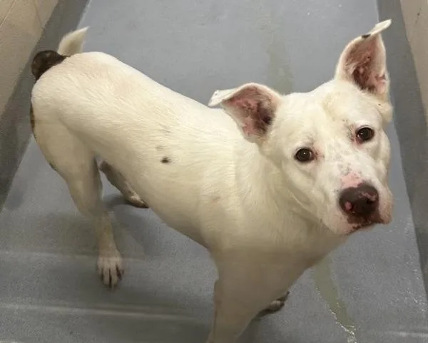 Vcc Pedro thumbnail 2