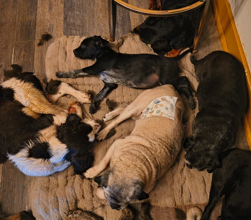 A baby medium-sized female Australian Cattle Dog / Blue Heeler dog named Bingo PA for adoption in Philadelphia, PA