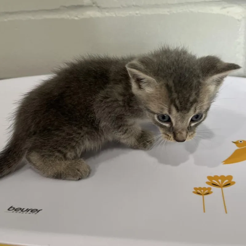A baby small-sized male Gray / Blue / Silver Domestic Short Hair cat named Felix for adoption in Richmond Hill, GA