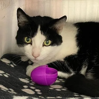 A senior small-sized female Domestic Short Hair cat named Aurora for adoption in Wheaton, IL