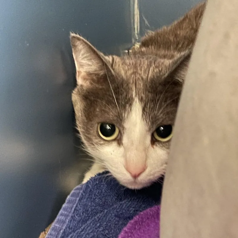 An adult medium-sized female White American Shorthair cat named Muffin for adoption in Tulsa, OK