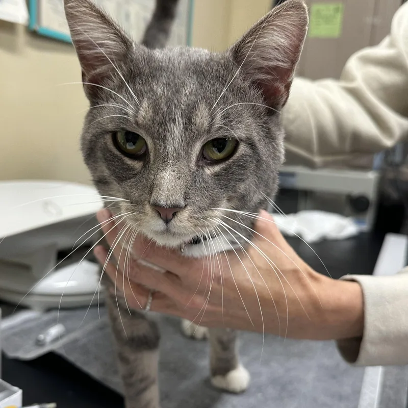 A young medium-sized male Domestic Short Hair cat named Cash for adoption in Clifton, NJ