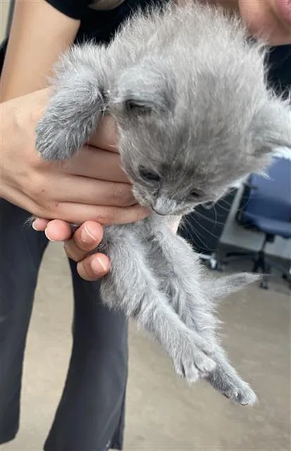 A baby medium-sized female Domestic Short Hair cat named Izzie for adoption in Dallas, TX
