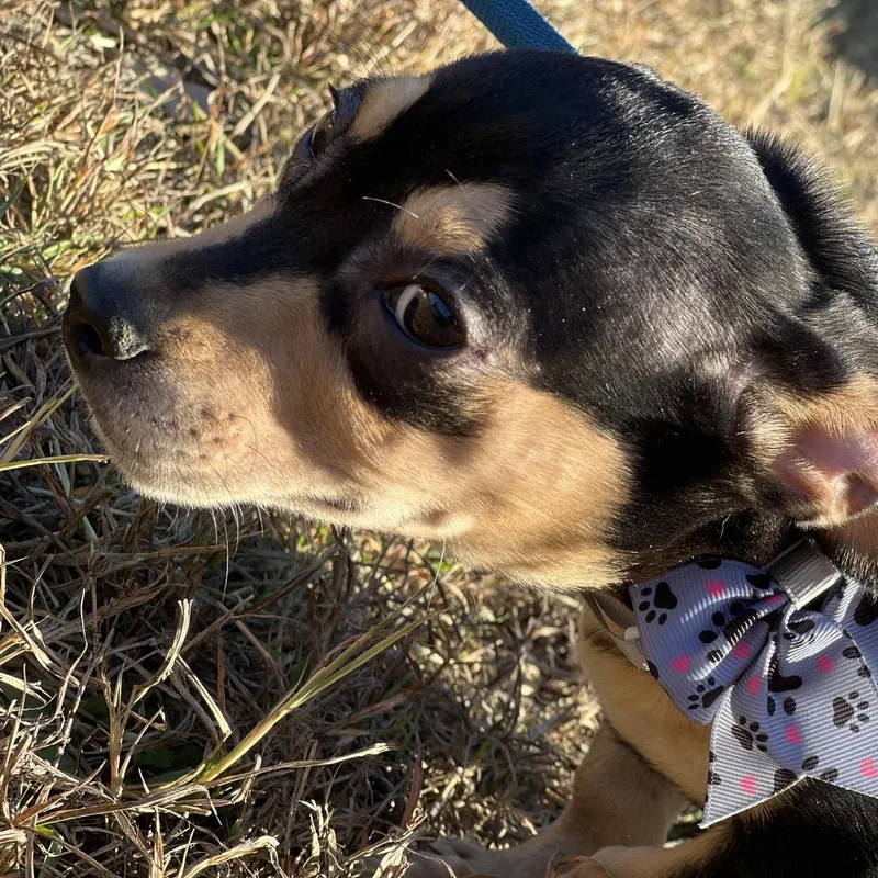 A young small-sized male Black Chihuahua dog named Rusty Shakleford for adoption in Aledo, TX
