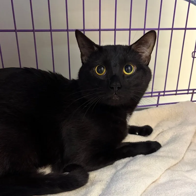 A young medium-sized male Black Domestic Short Hair cat named Simba for adoption in Bedford, NH