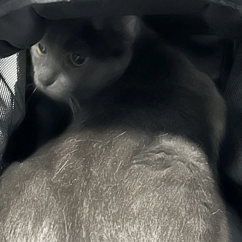 An adult medium-sized female Domestic Short Hair cat named Percy for adoption in Greensboro, NC