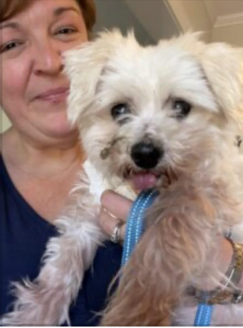 A senior small-sized male Maltese dog named Junior for adoption in Norfolk, VA