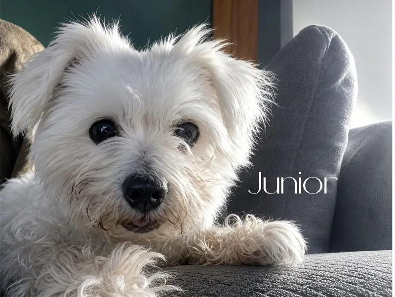 Junior thumbnail 2