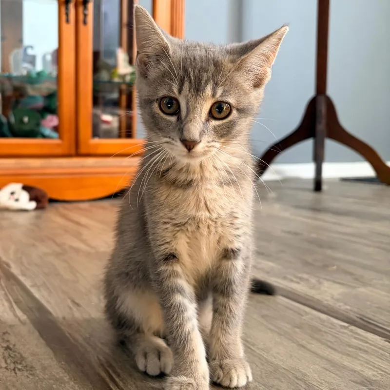 Artemis