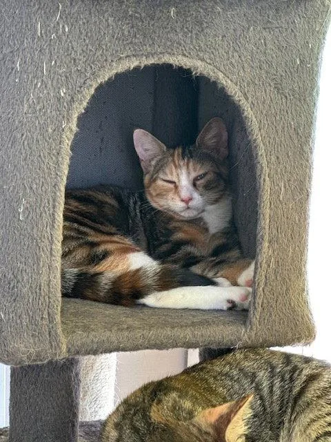 A young medium-sized female Domestic Short Hair cat named May for adoption in Ocean Pines, MD