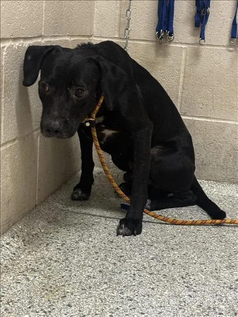 A young medium-sized male Labrador Retriever dog named Dalton for adoption in Conroe, TX