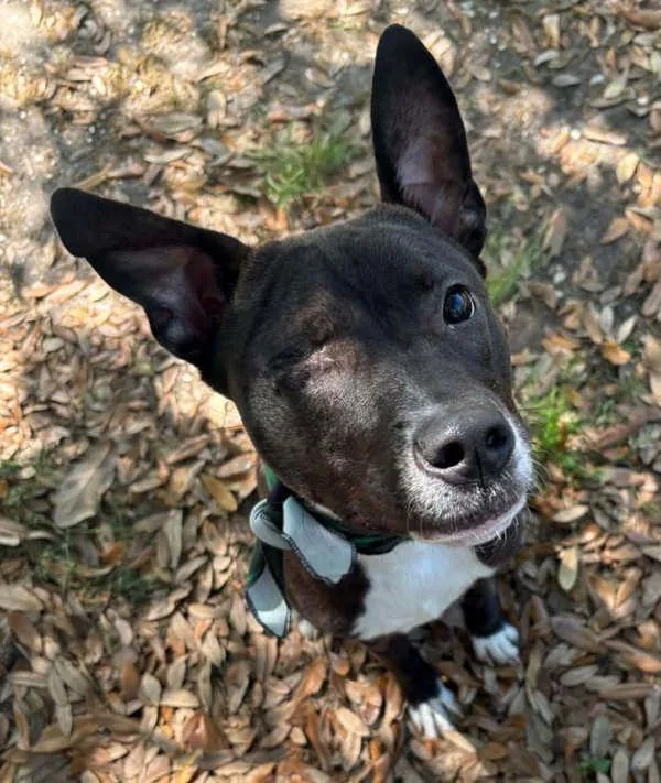 Splinter thumbnail 2