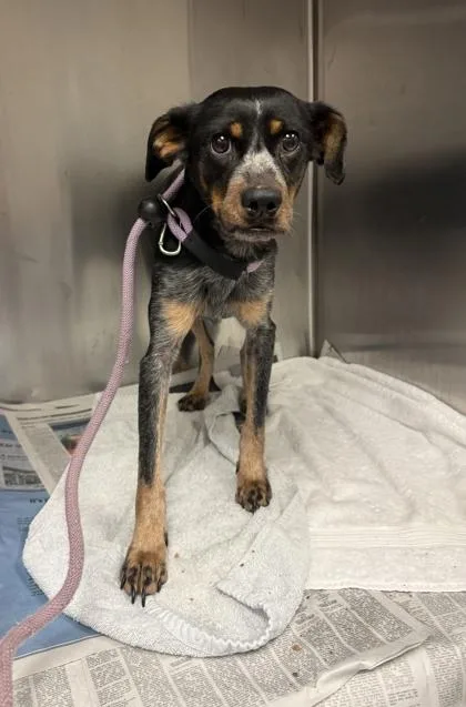 A senior small-sized female Mixed Breed dog named Clea for adoption in Chamblee, GA