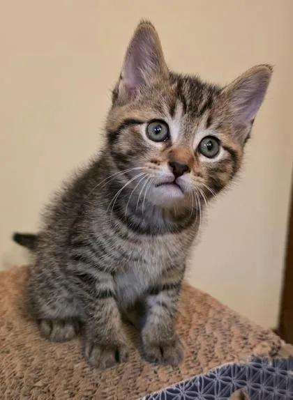 A baby medium-sized male Tabby (Tiger Striped) Domestic Short Hair cat named Marco for adoption in Allegan, MI