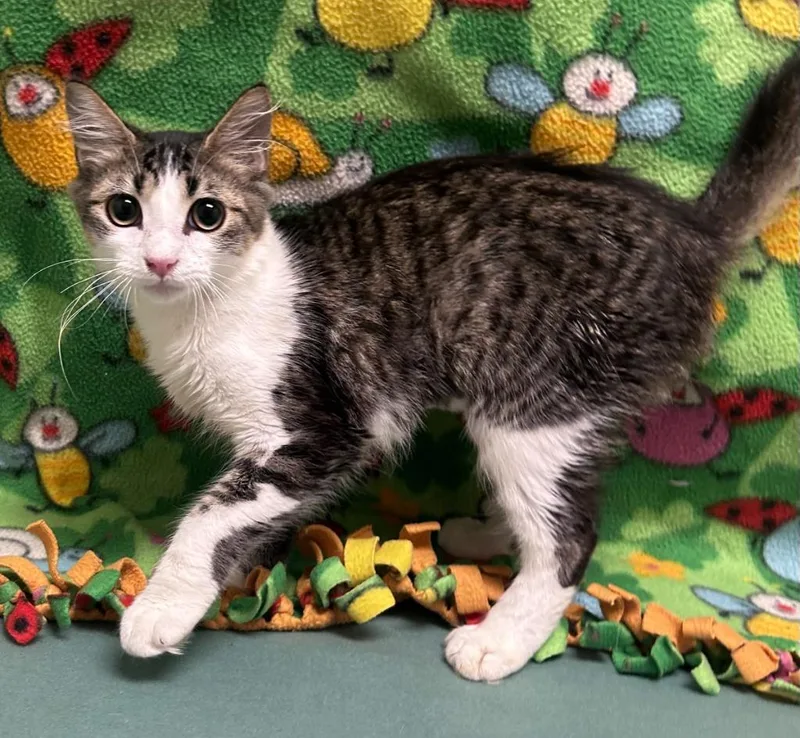 A baby medium-sized female Domestic Short Hair cat named Mira for adoption in Madison, GA