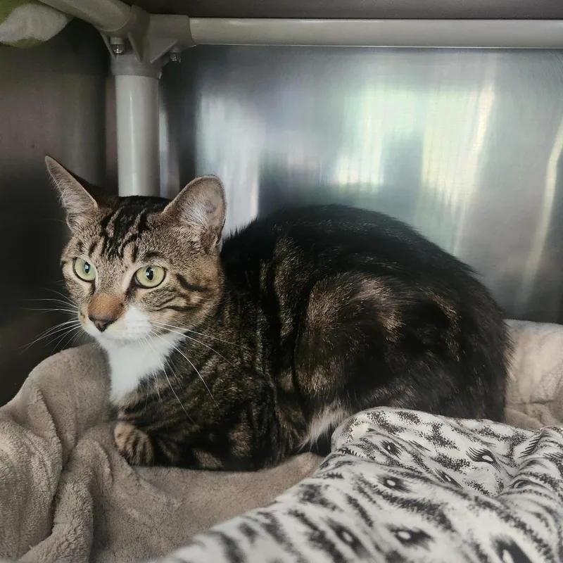 A young medium-sized male Brown / Chocolate Domestic Short Hair cat named Judah for adoption in Brockton, MA