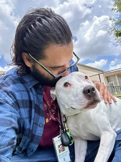 An adult large-sized female White / Cream Mixed Breed dog named Dazzle for adoption in Wichita, KS