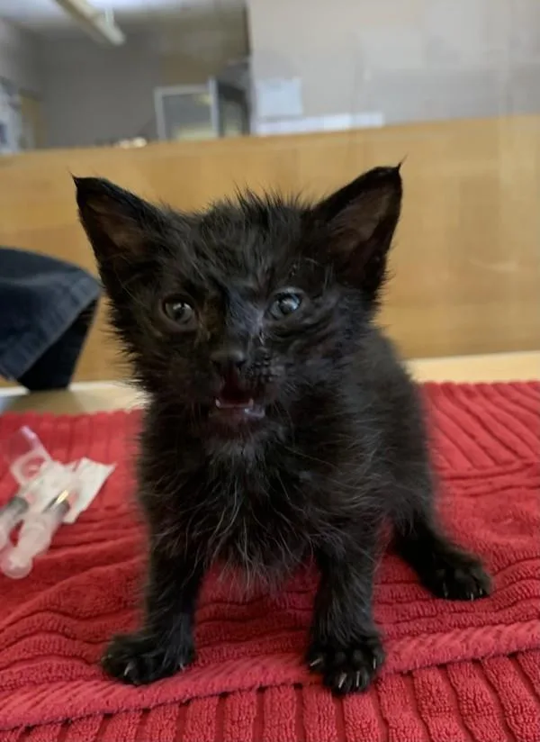 A baby small-sized male Domestic Short Hair cat named DeWalt for adoption in Santa Rosa, CA