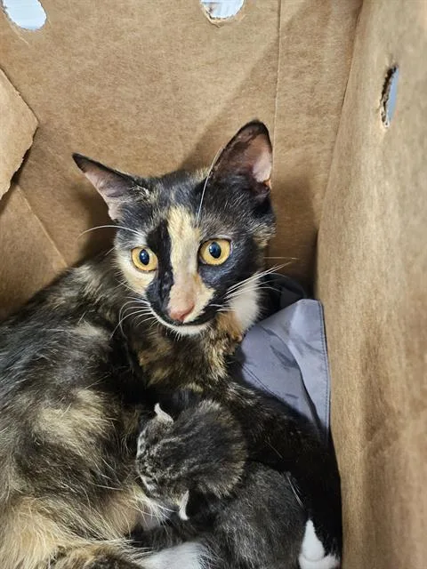 Miranda